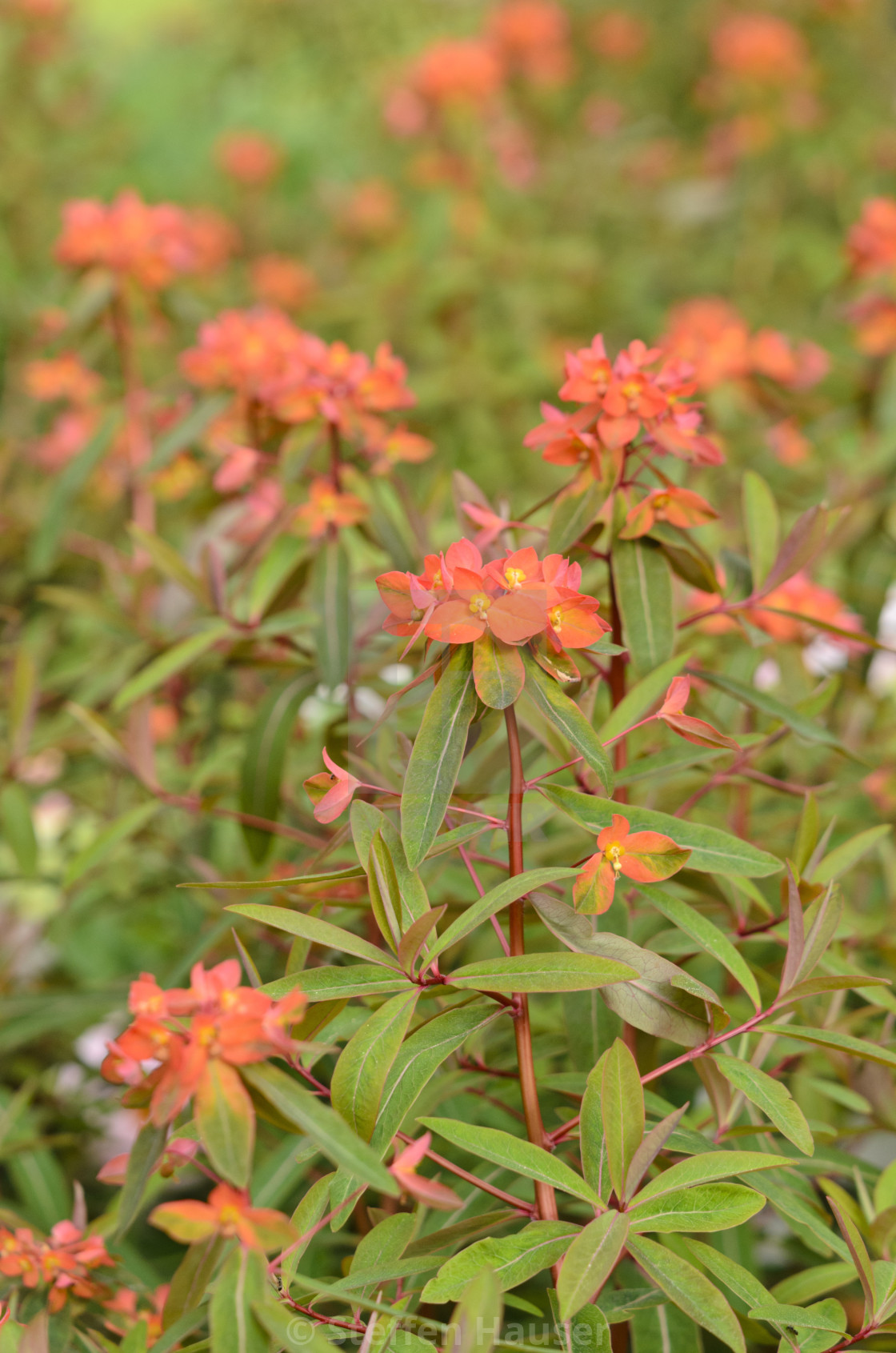 Euphorbia griffithii 'Fireglow'